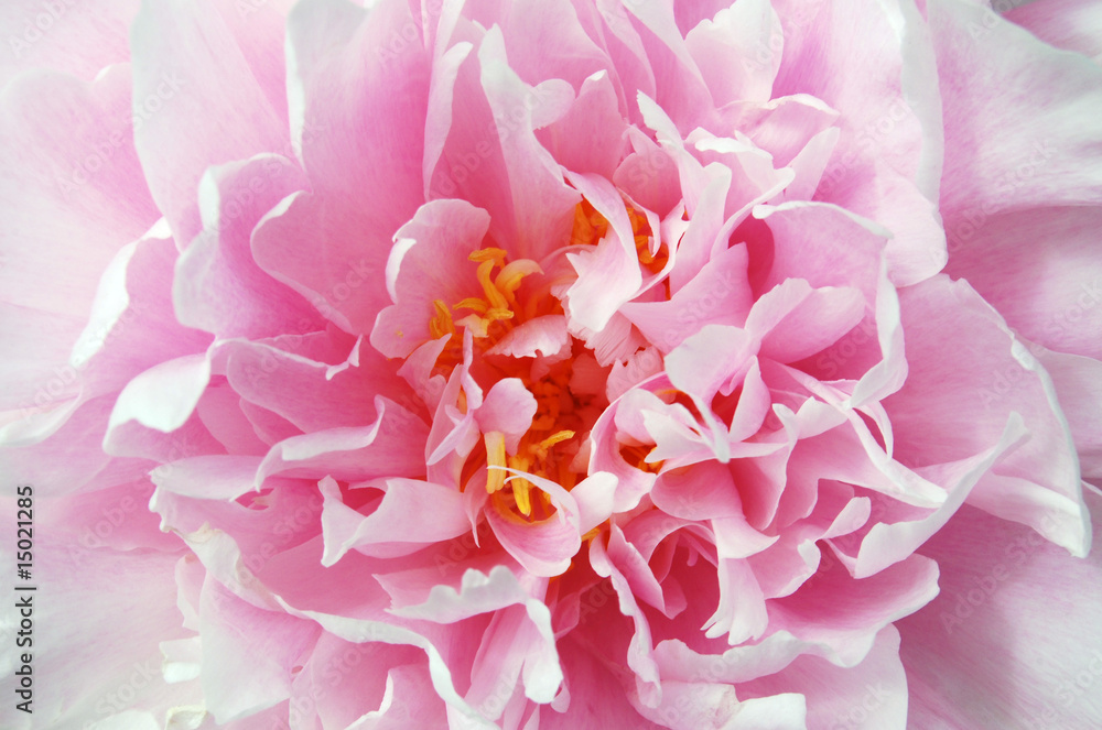 Pink Rose Pink Rose