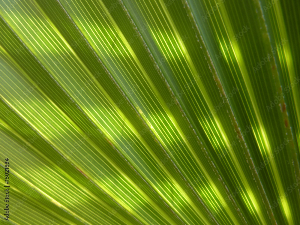 Obraz premium verdure et ombres