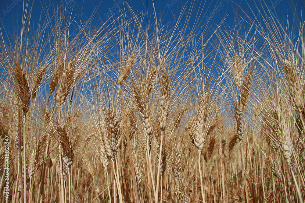 champs de blé, epis sur fond ciel bleu
