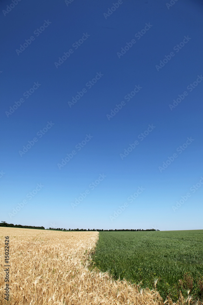 Obraz premium wheat field and green field