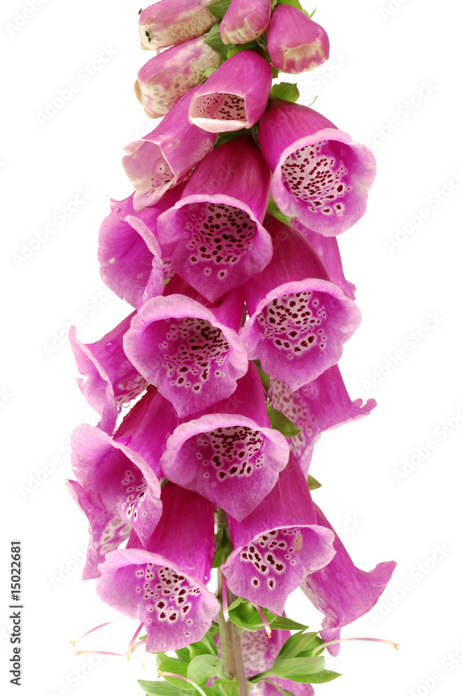 foxglove
