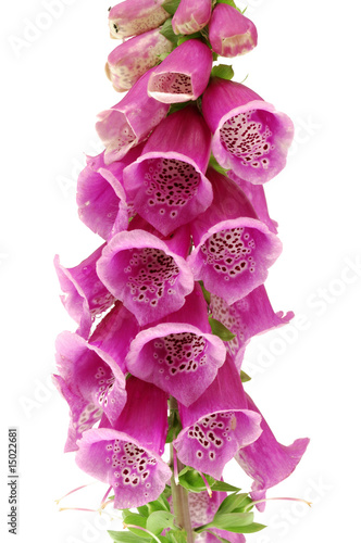 Obraz na płótnie foxglove w salonie