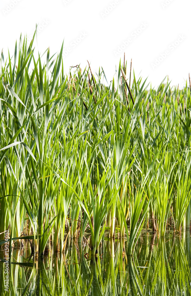 Obraz premium River cane