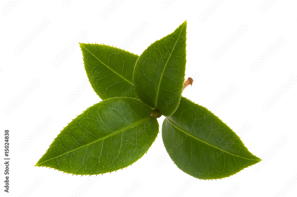 Obraz premium fresh tea leaves