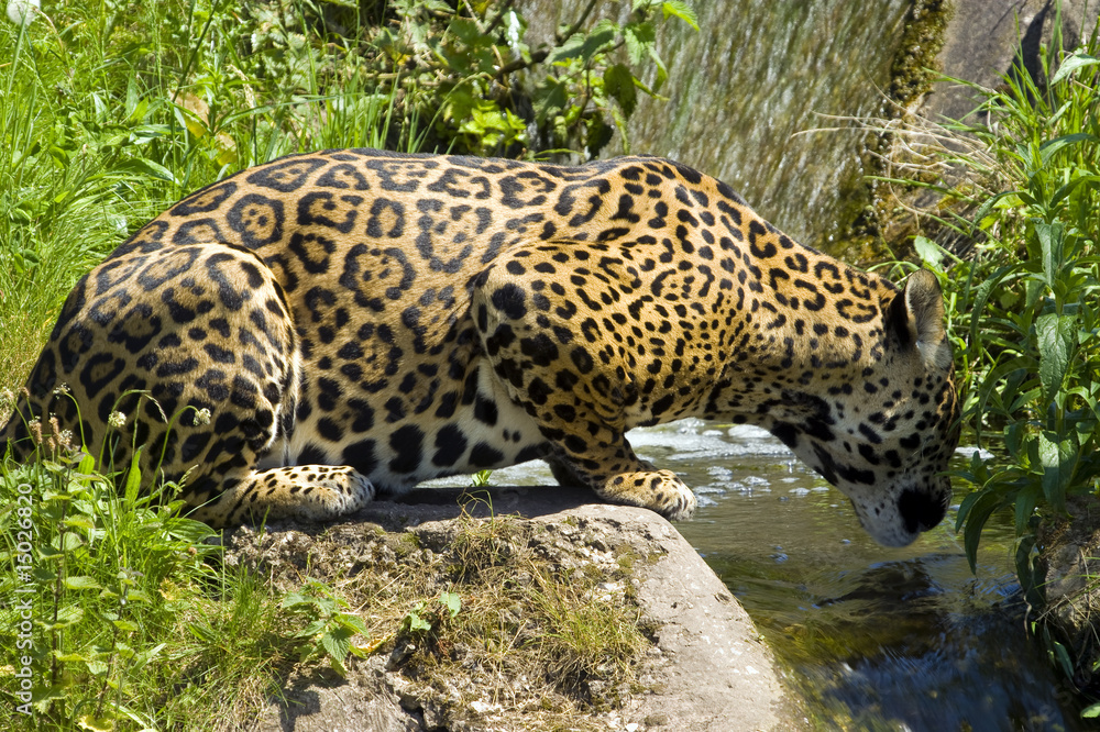 Obraz premium Jaguar