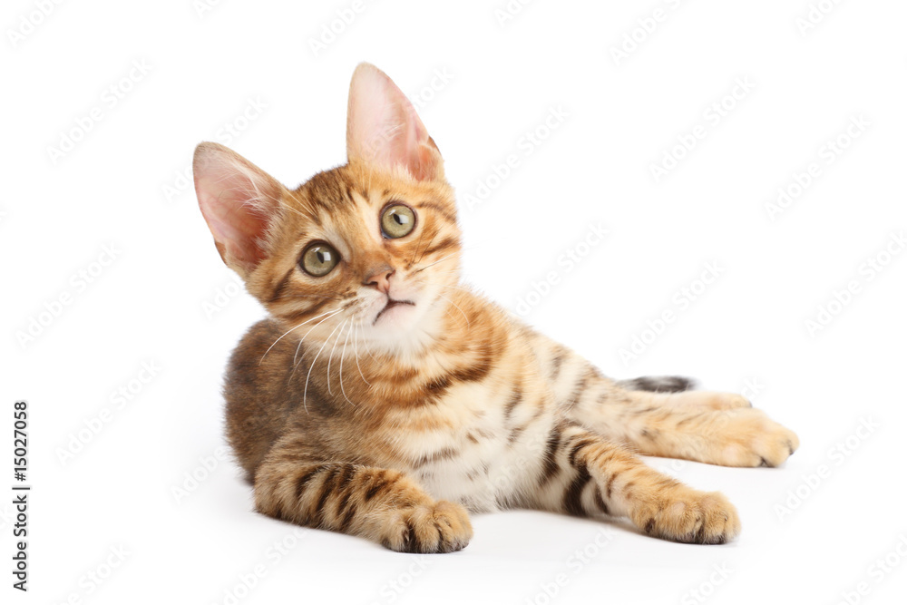 Obraz premium Bengal kitten