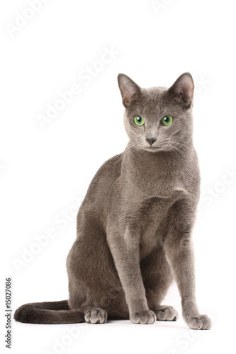 Portrait of a russian blue cat