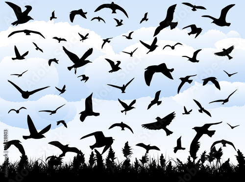 Illustration of birds