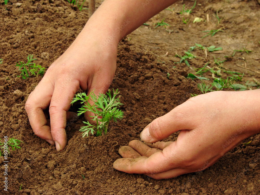Photography hoeing carrot sprouts