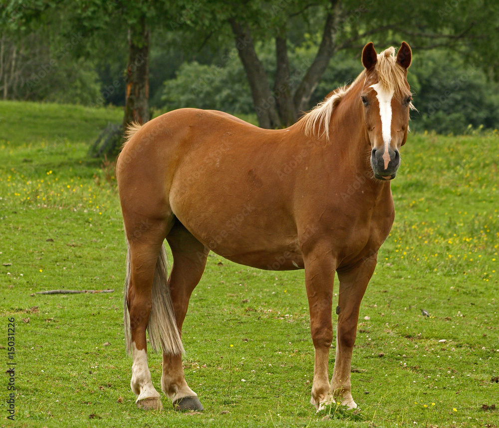 CHEVAL ROUX AU PRE