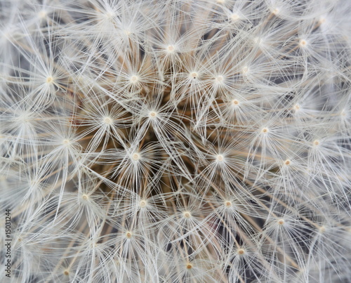 dandelion clock