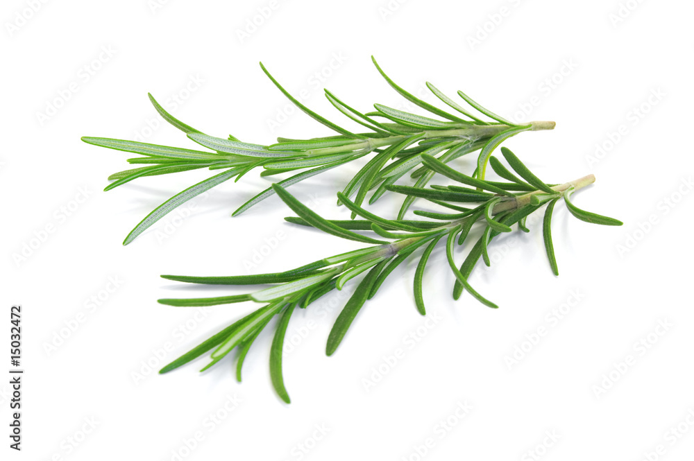 Fototapeta premium rosemary