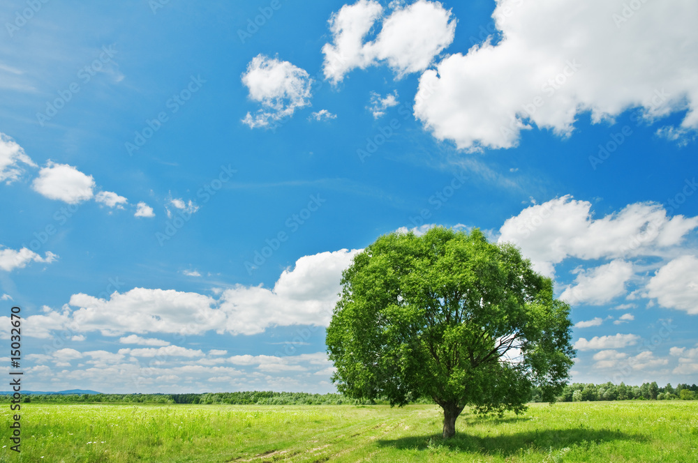 Fototapeta premium tree