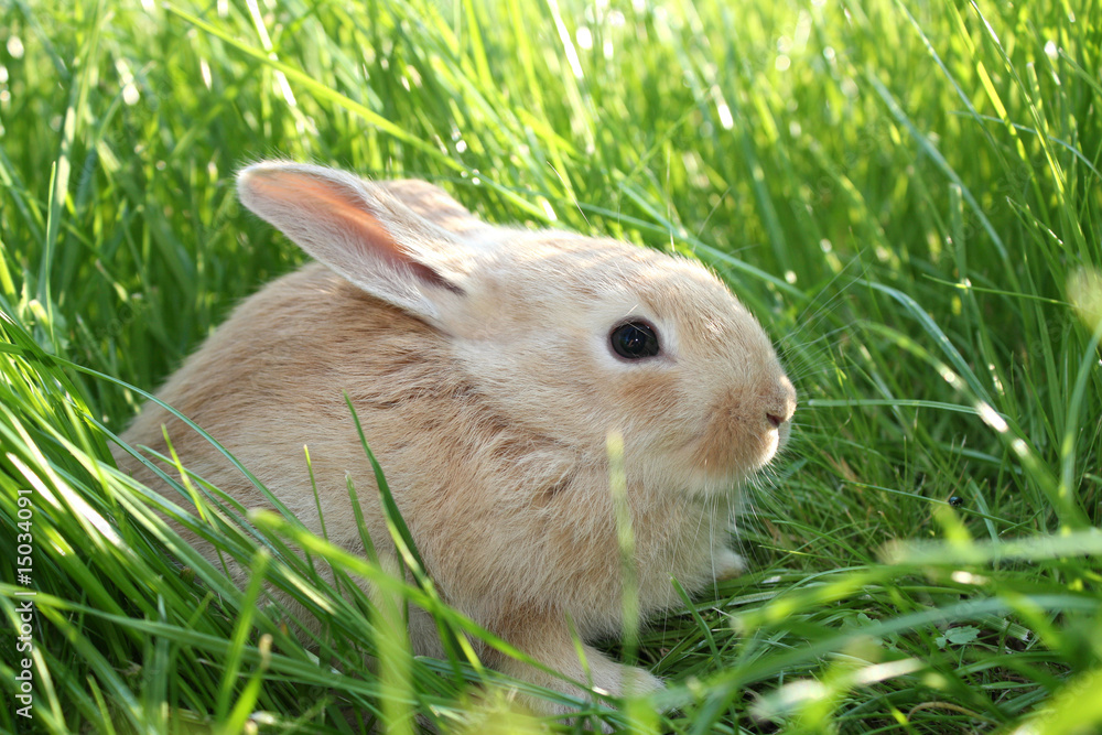 Small rabbit