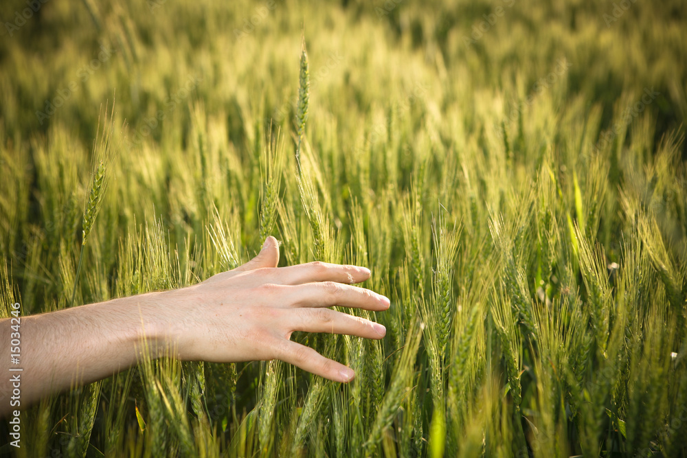 Close-up of a male hand touching wheat Close-up of a male hand touching wheat