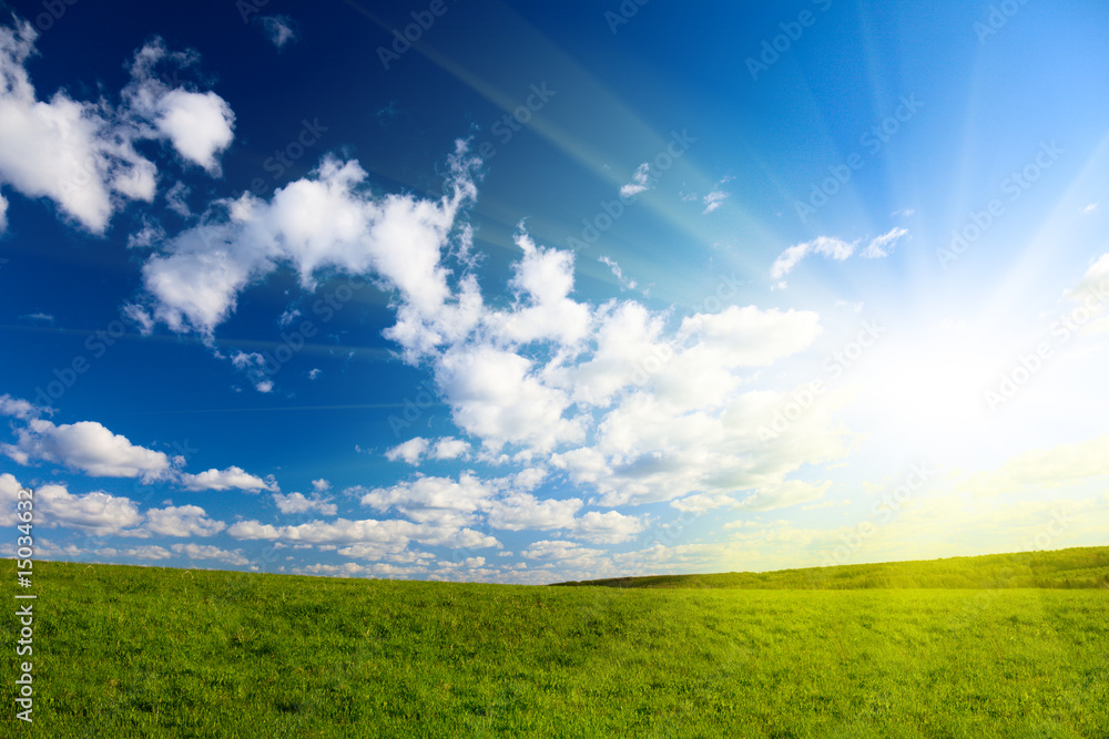 field of spring grass