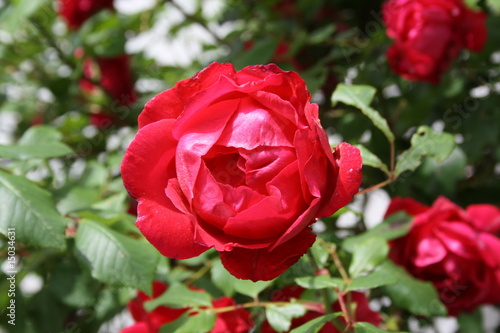 Foto Kletterrose