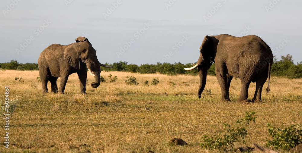 Zwei Elefantenbullen