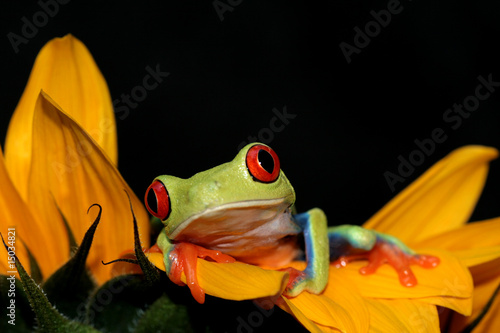 red eyed tree frog and sunflower