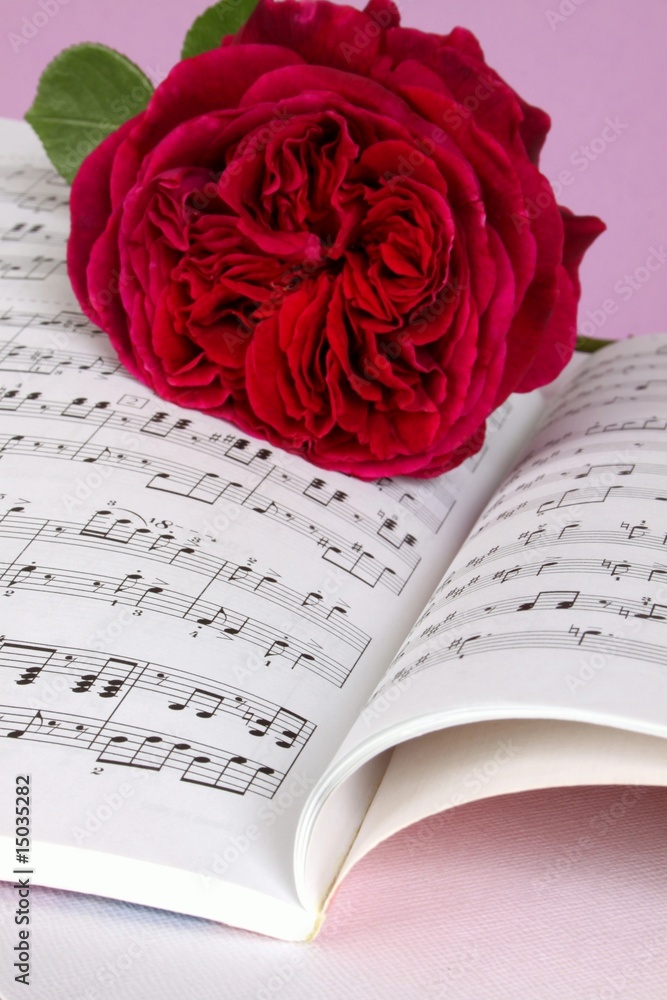 Fototapeta premium Rote Rose und Musiknoten