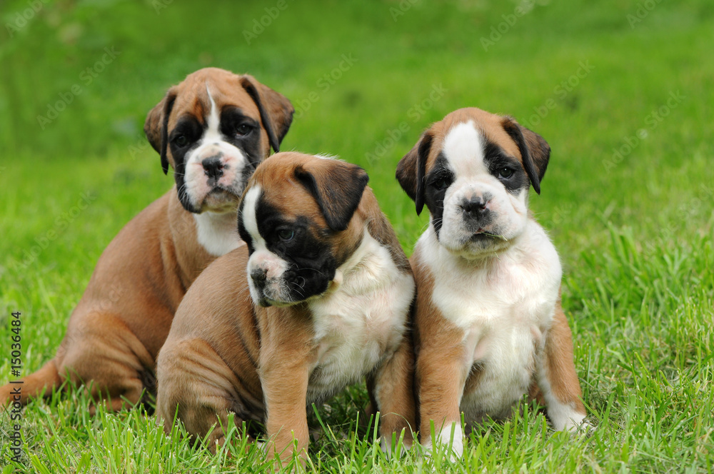 Boxerwelpe 73 Boxerwelpe 73