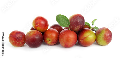 Wild plum