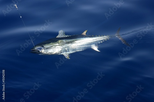 Wallpaper Mural Blue fin tuna Mediterranean fishing and release Torontodigital.ca