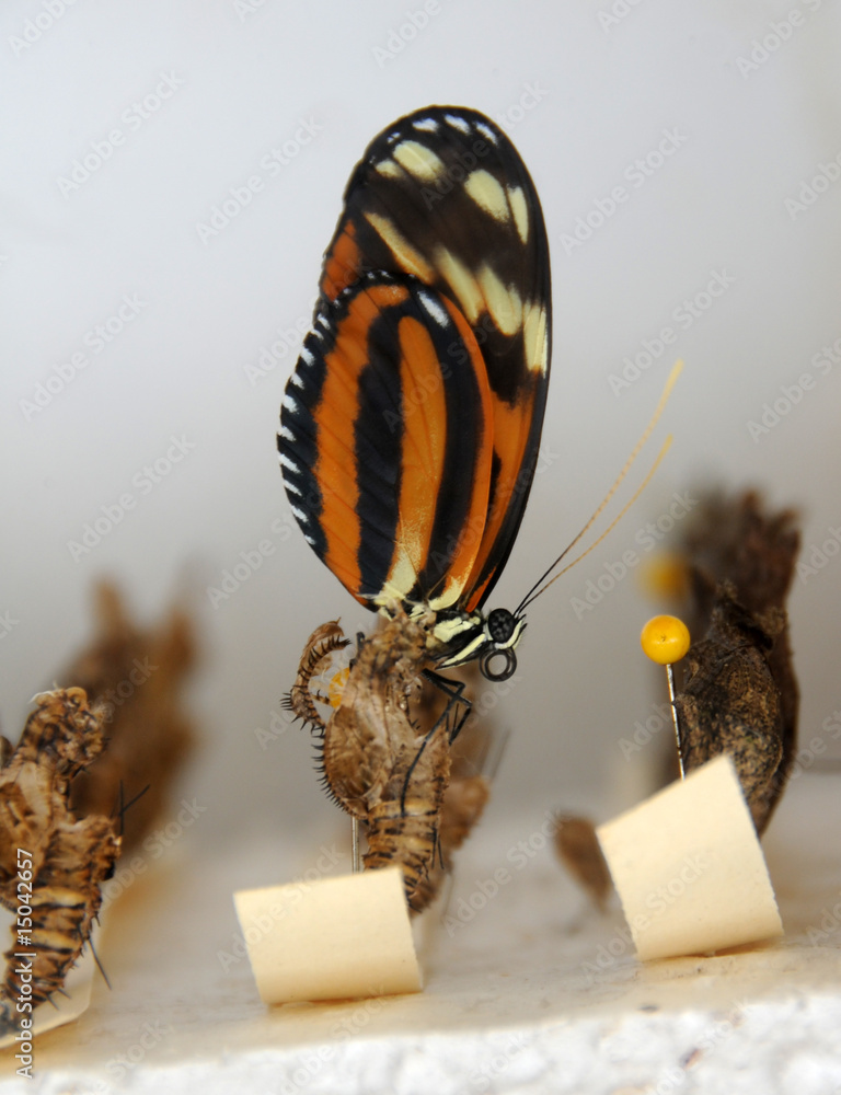 Obraz premium Birth of butterfly