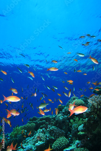 Anthias on Coral Reef #15045893