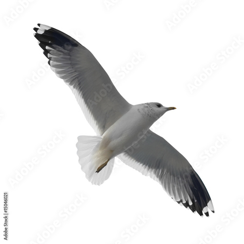 Fototapet Flying seagull