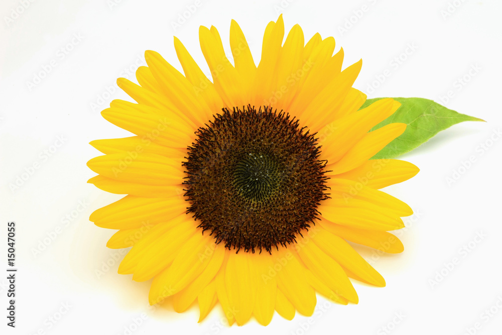 Obraz premium sunflower