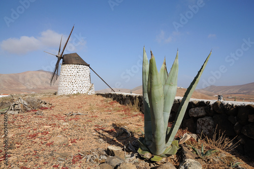 Aloe Vera and Windmill on Canary Island Fuerteventura Spain