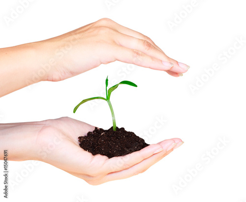 small plant in woman hand