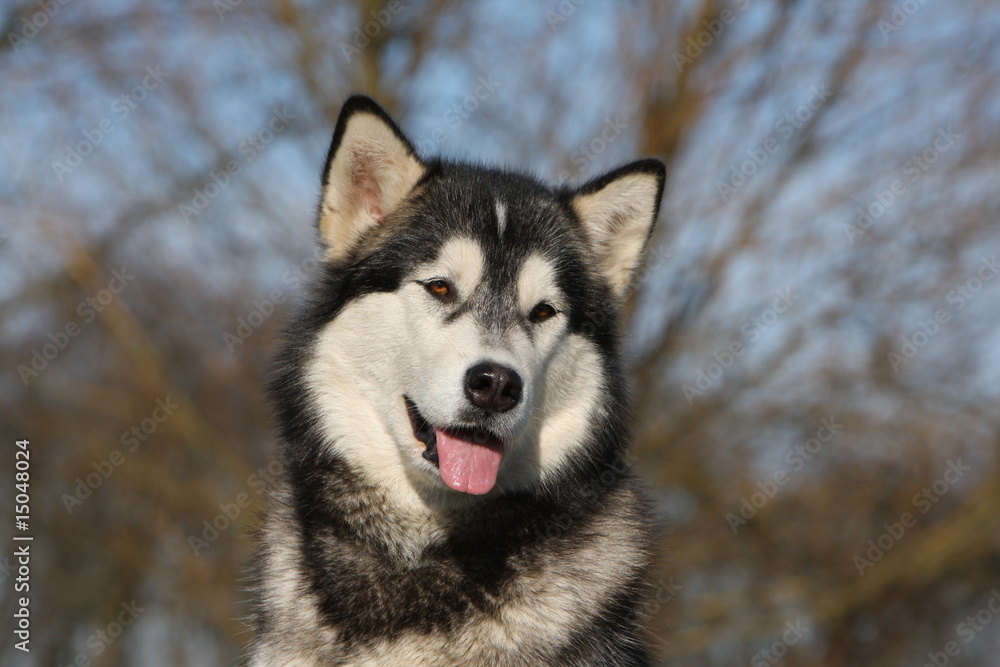Obraz premium alaskan malamute adulte vu de près dans le jardin en été