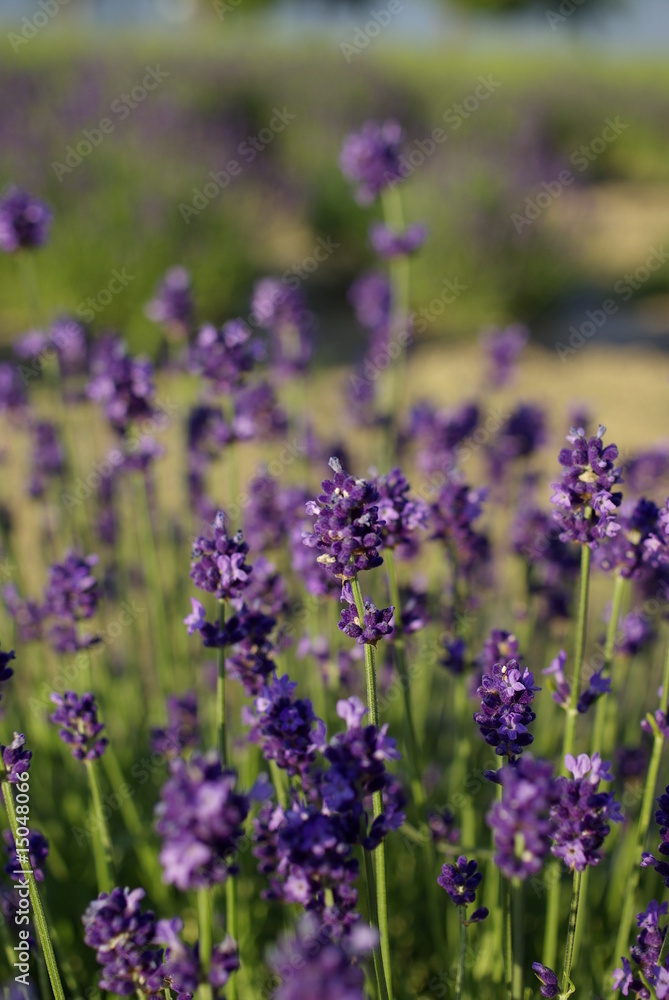 Fototapeta premium lawenda