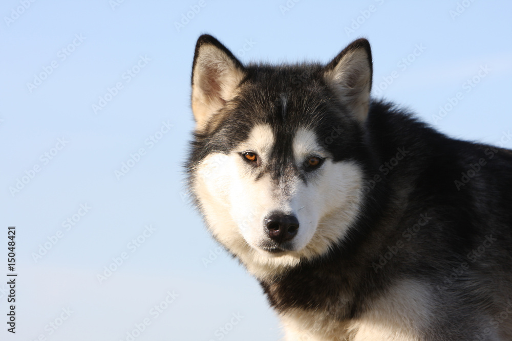 portrait de l'alaskan malamute au regard troublant