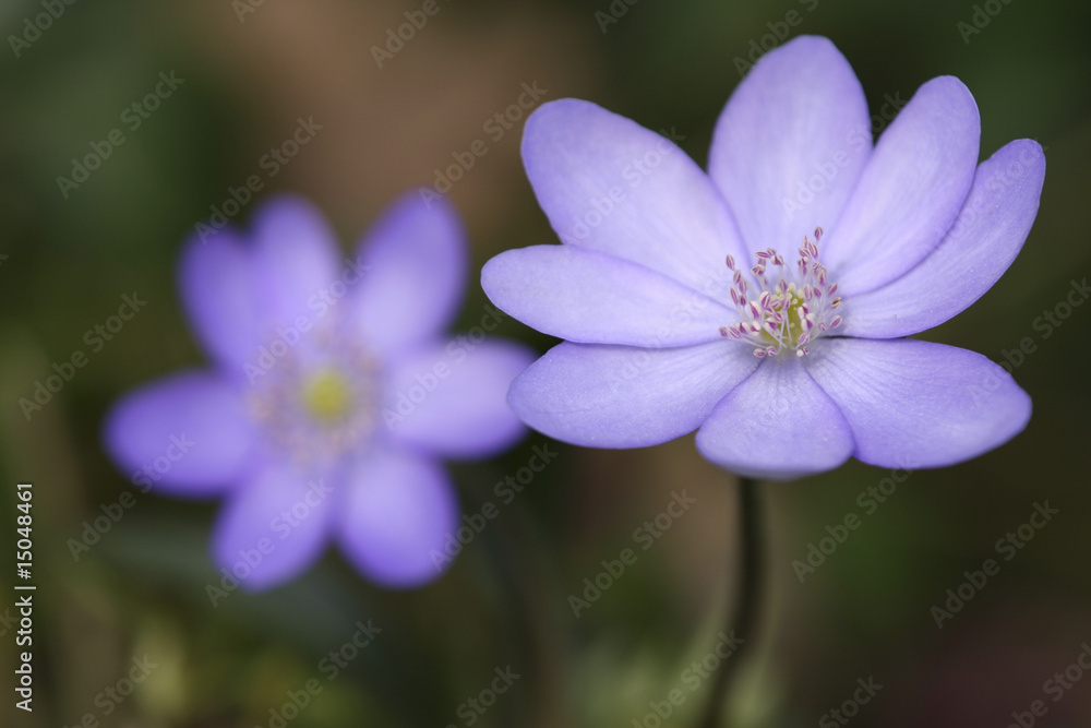 Leberblume Leberblume