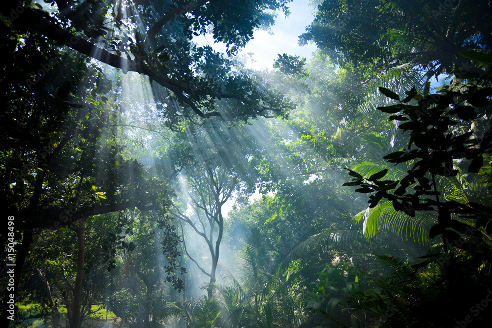 Naklejka premium sunlight in tropical forest