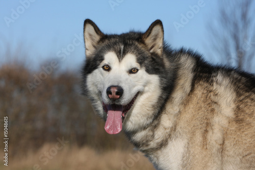 t  te de l alaskan malamute adulte vu de pr  s en campagne