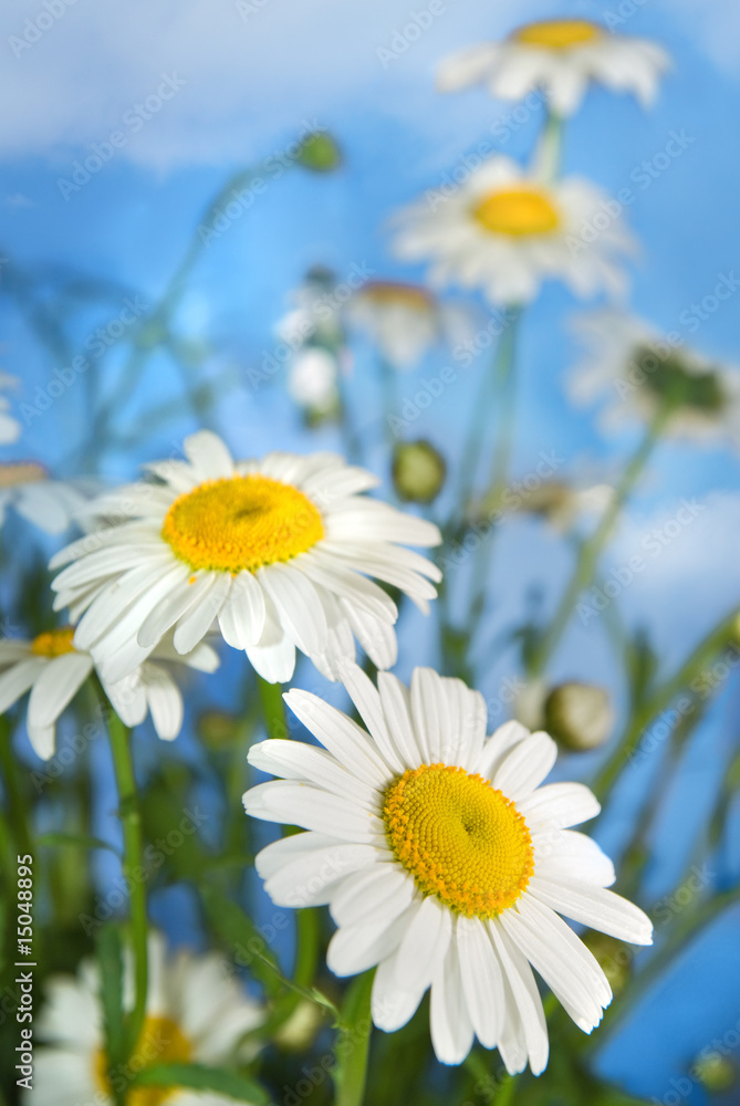Fototapeta premium white chamomiles bouquet