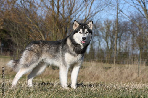 Canvas-taulu alaskan malamute adulte statique et immobile en campagne