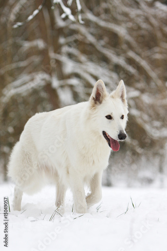 Obraz na płótnie berger blanc suisse adulte marchant dans la neige en hiver w salonie