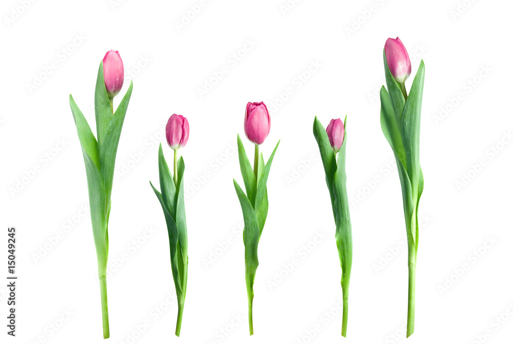 various pink tulips isolated on white various pink tulips isolated on white