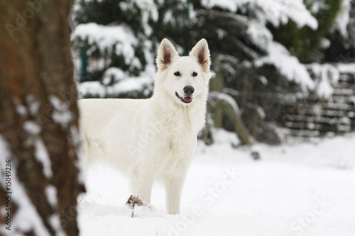 la pose fière du berger blanc suisse debout dans la neige