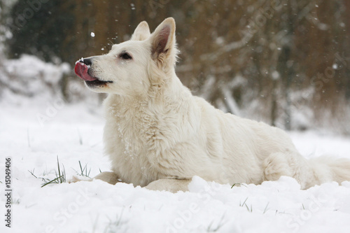 berger blanc suisse allongé seul mangeant de la neige