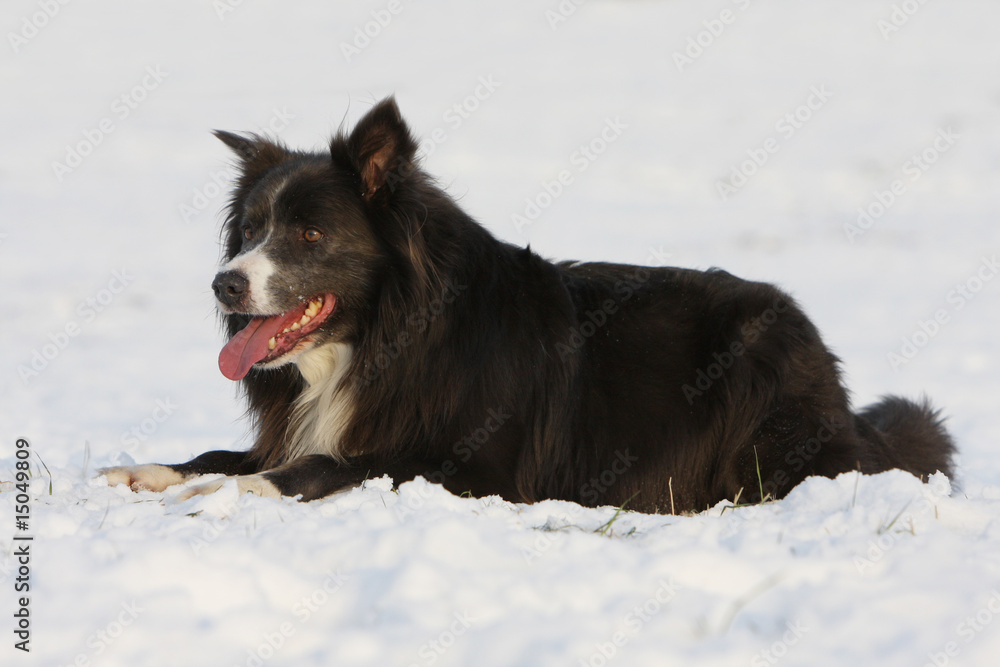 border collie adulte allongé dans la neige seul l'air joyeux border collie adulte allongé dans la neige seul l'air joyeux
