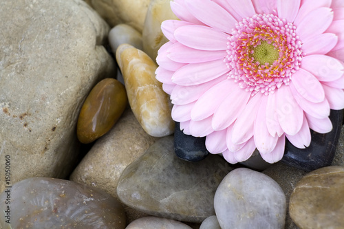 pink gerber on stones