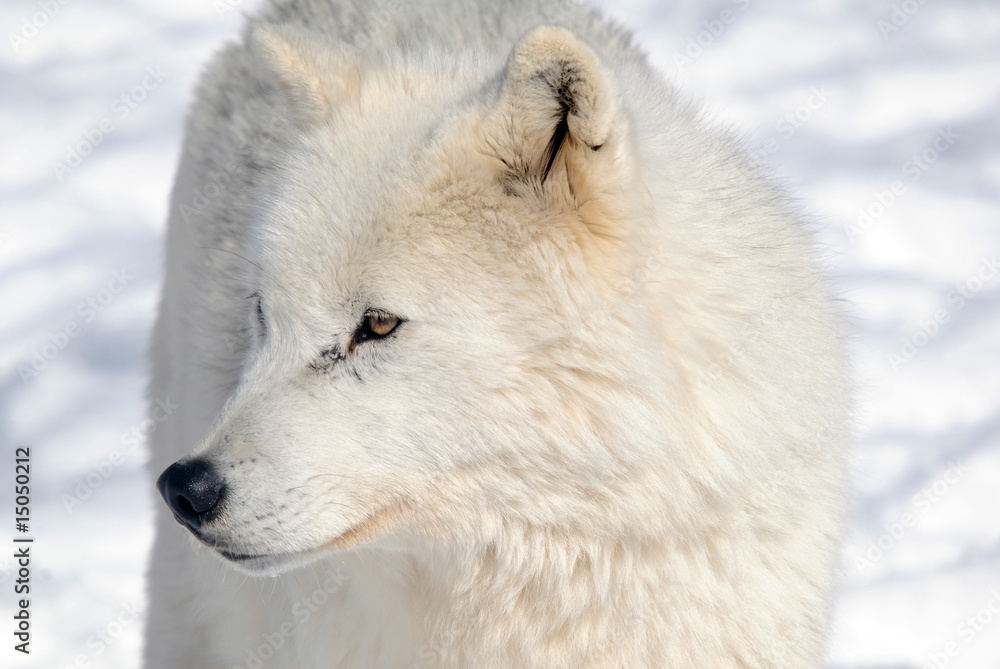 Obraz premium Arctic Wolf