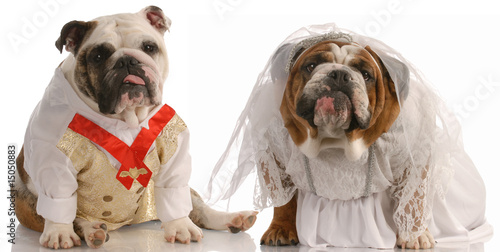 Принти на полотні puppy love -  bulldog dressed up as a bride and groom