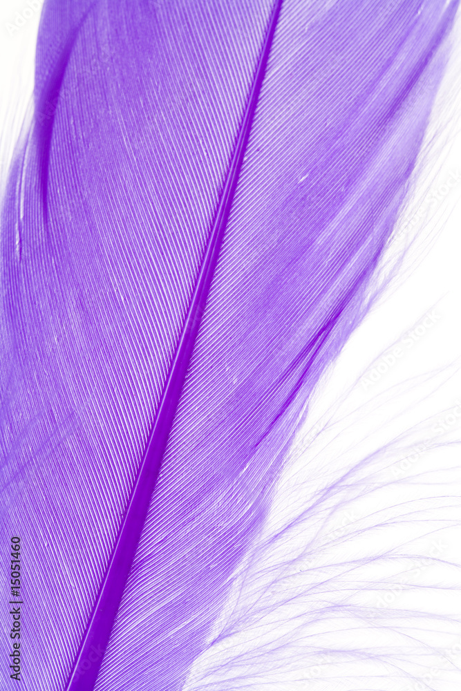 Fototapeta premium Blue Feather
